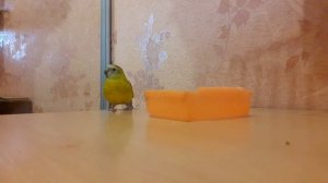 Певчий попугай. song parrot