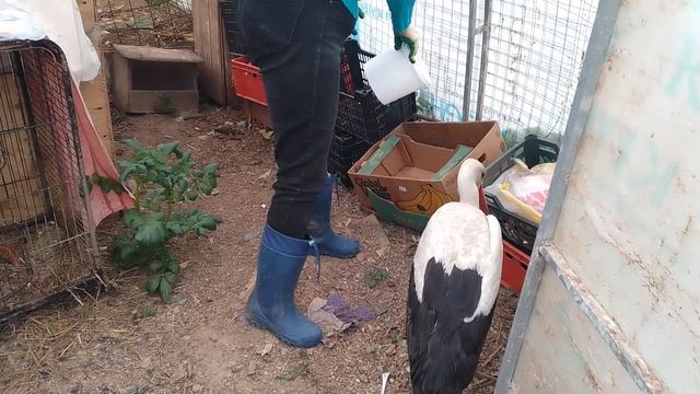 04.06.23. привезли. взрослая аистиха. ЧМТ. смотреть онлайн