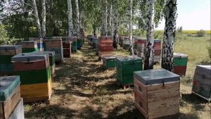 обзор пасеки.mp4