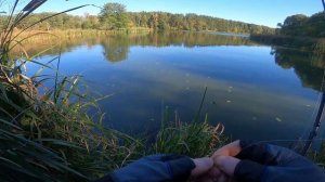 Favorite Blue Bird Compact BB1-764UL-T