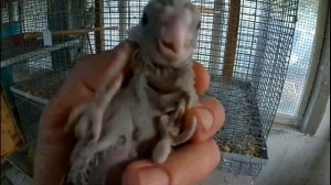 ?особенности разведения попугаев в летне-оссений период?недозрелые семена  в рационе попугаев