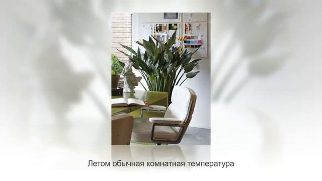 СТРЕЛИЦИЯ – райская птица в цветочном горшке. Уход за СТРЕЛИТЦИЕЙ в домашних условиях смотреть онлайн