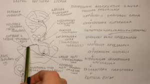 Билет 041. СЛУХОВОЙ АНАЛИЗАТОР, ЕГО ЧАСТИ. VIII ПАРА ЧЕРЕПНЫХ НЕРВОВ.