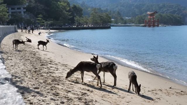 NIE JEDŹ do Japonii смотреть онлайн