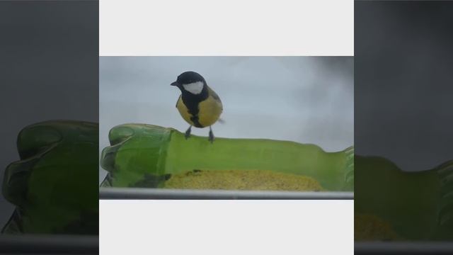 Птички синички смотреть онлайн