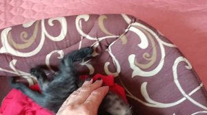 котятам 1.5 месяца