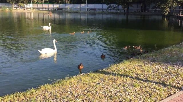 Профилакторий. Кормим лебедей и уточек. смотреть онлайн