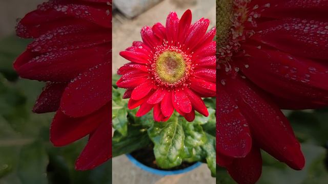 GERBERA 🏵️