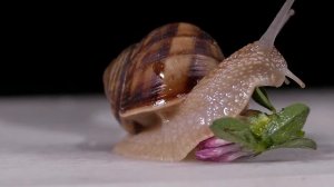 Улитка ГИГАНТ. Как вырастить большую улитку?