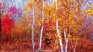 Скоро осень господа...