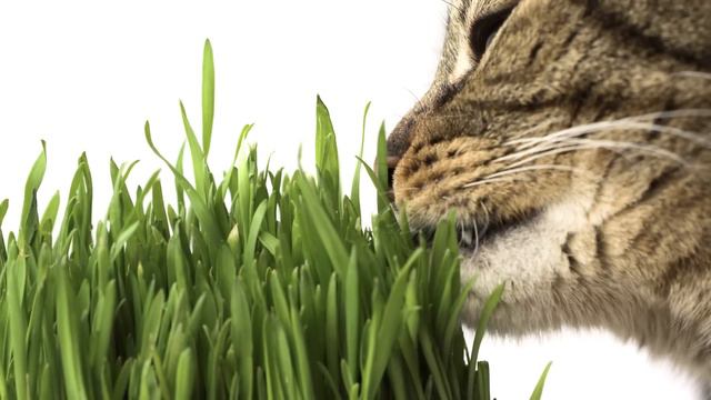 Why Do Cats Eat Grass?