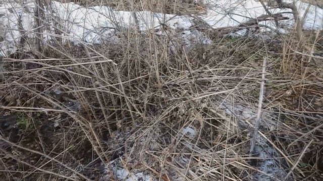 КАК ОМОЛОДИТЬ СТАРЫЙ КРЫЖОВНИК/ОБРЕЗКА КРЫЖОВНИКА смотреть онлайн