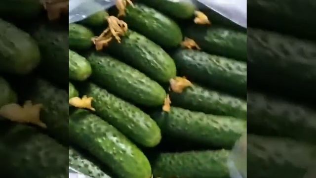 F1.Лютый. АгроАзия. Гавриш-Казахстан смотреть онлайн