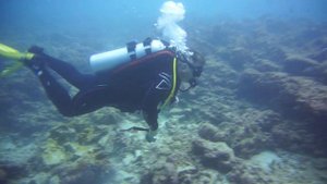 #акулы #Мальдивы #дайвингсакулами #shark Дайвинг с Тигровыми акулами