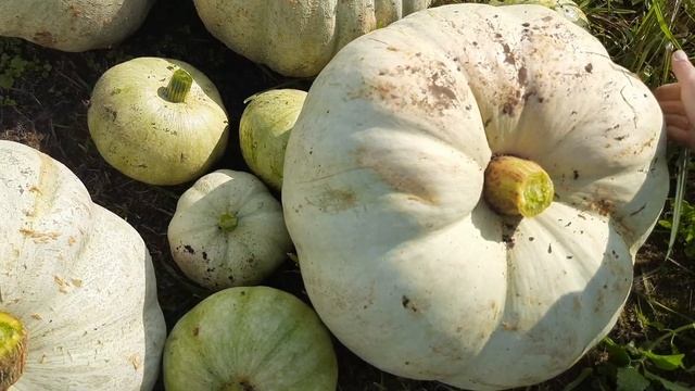 Собираем урожай. Тыква разных сортов. смотреть онлайн