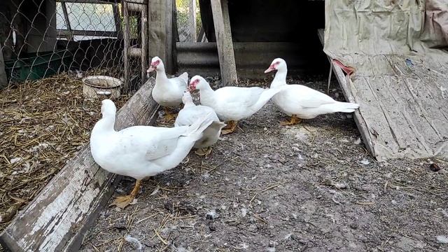 ГОЛОШЕЙНЫЕ ЦЫПЛЯТА НАШЕ ХОЗЯЙСТВО. ПРОДАЖА И ПОПОЛНЕНИЕ. ГУСИ КУРЫ ИНДЮКИ, МУСКУСНЫЕ УТКИ И УТЯТА смотреть онлайн