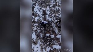Охота на гуся в Краснодарском крае