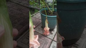 Цветение Бругмансии из черенка в первый год