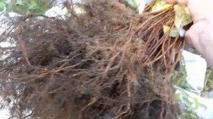 Лимонник китайский на весну 2024