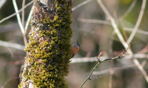 Тисо-самшитовая роща-зимняя прогулка: птицы, жуки, пещерные кузнечики и пауки.