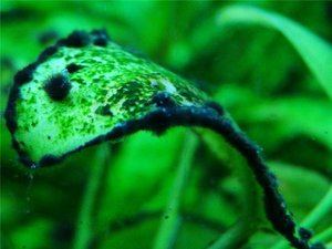 Чёрная борода в аквариуме, как избавиться от водорослей в аквариуме! Способы удаления водорослей!