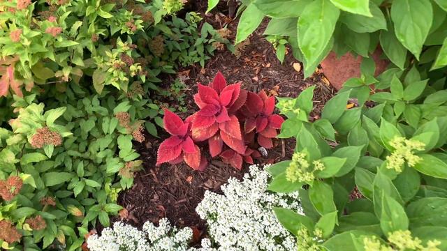 Late July Front Garden Tour, zone 4 Minnesota 🌼 Daylilies, Hydrangeas & Lilies 🌺 flower garden 🌸 смотреть онлайн