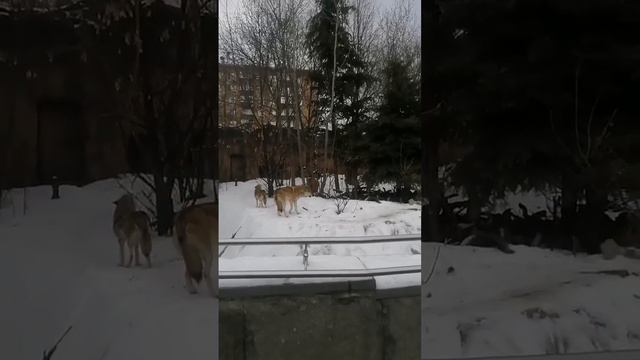 ВОЙ ВОЛКОВ В ЗООПАРКЕ