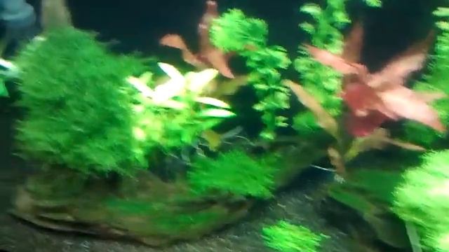 Моя аква на стадии ;) смотреть онлайн