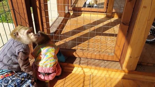 Домашние макаки:Гуляем:)