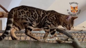 БЕНГАЛ «РОЗЕТКА НА ЗОЛОТЕ»