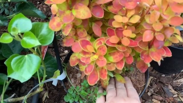 Приглашаю на прогулку по саду☘️Как выглядит балкон☘️ Сад в сентябре☘️Купила новые растения