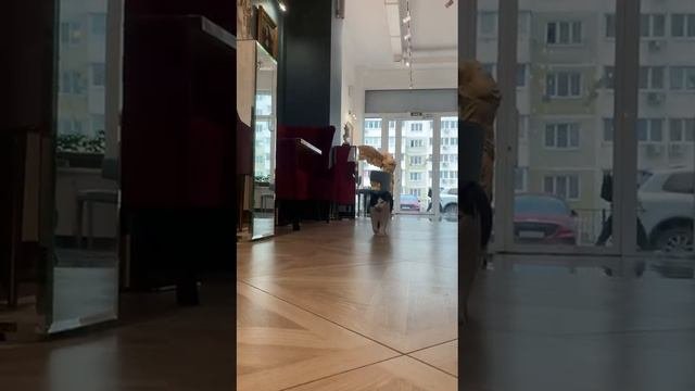 Кот блогер носит вещи