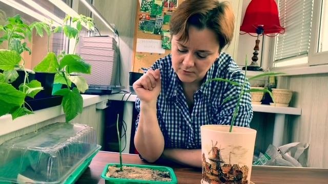 Как вырастить имбирь дома?