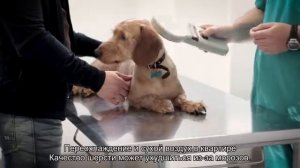 Почему у собаки зимой выпадает шерсть?