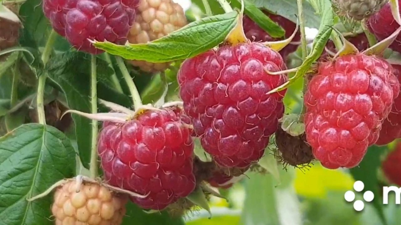 Ремонтантная малина Полька и Карамелька.