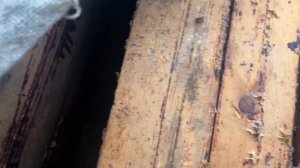 Осенний осмотр пчел/ Слет пчел с улья осенью