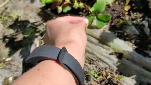 Уход за клубникой летом