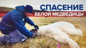 Ветеринары спасли медведицу, в пасти которой застряла жестяная банка — видео