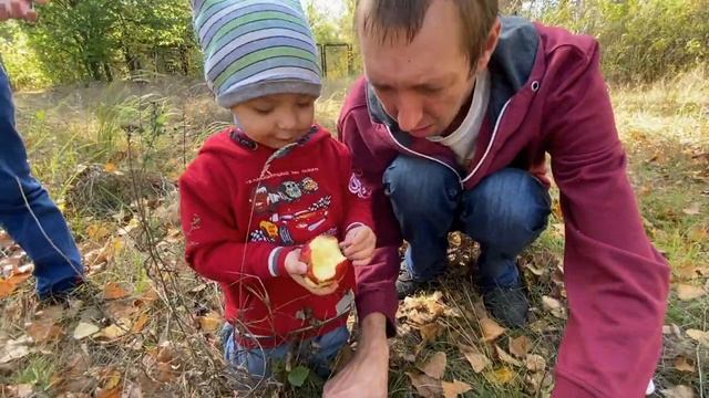 ОСЕННИЙ СБОР ГРИБОВ 2020/ СОБИРАЕМ ГРУЗДИ НА ПОЛЯНЕ И В ЛЕСУ/ ГРИБЫ СЕНТЯБРЬСКИЕ ПОСЛЕ ДОЖДЯ смотреть онлайн