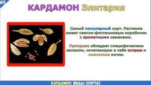 КАРДАМОН описание, виды/сорта, как выглядит, где растет | КАРДАМОН – уникальная лекарственная специ