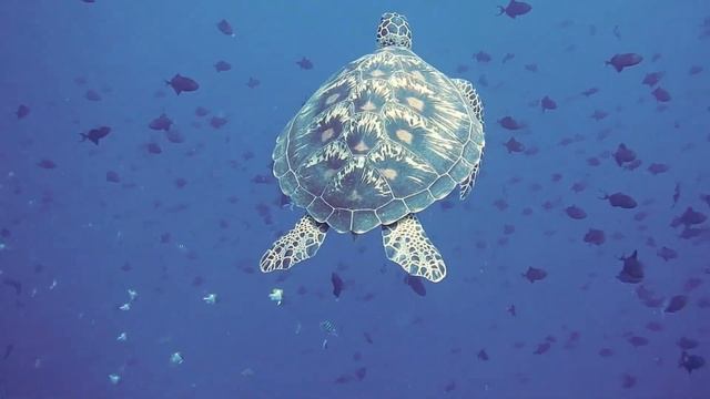 Морские черепахи