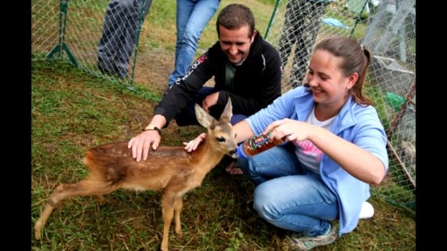 Профессия Ветеринар 11-е классы смотреть онлайн