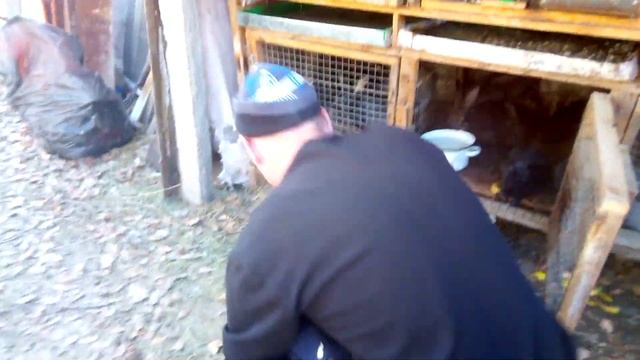 Крол бабочка.Отсадка кролиц от крольчат.Случка молодых кролиц. смотреть онлайн