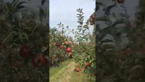 Яблоки Кубани обзор