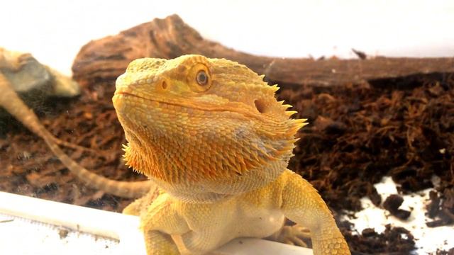 Бородатая Агама смотреть онлайн