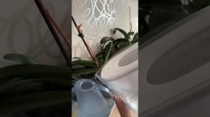 Оля Счастливая в прямом эфире! Полив и уход за орхидеями