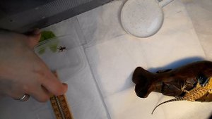 кормление бородатой агамы