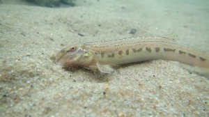 Плещеево озеро. Начало реки Вёксы. 08 07 2020 - 1