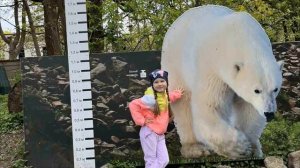 Всемирный день защиты животных в подготовительной группе