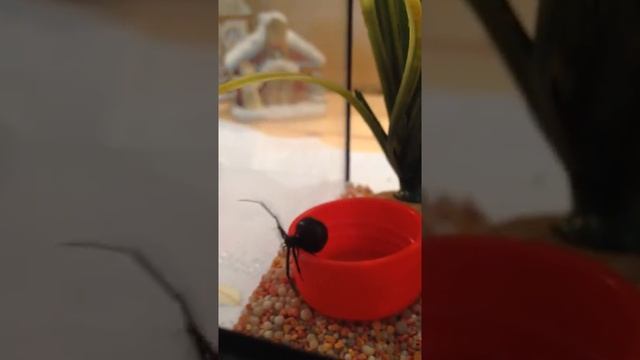 Rotrückenspinne (Latrodectus hasselti) betritt zum ersten Mal ihr Terrarium